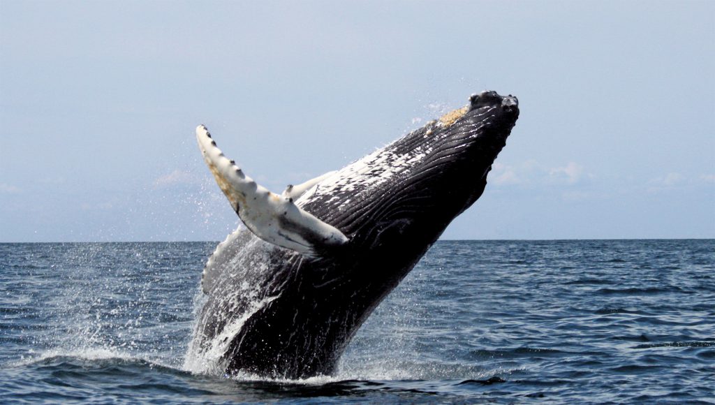 Whale Off the Oregon Coast