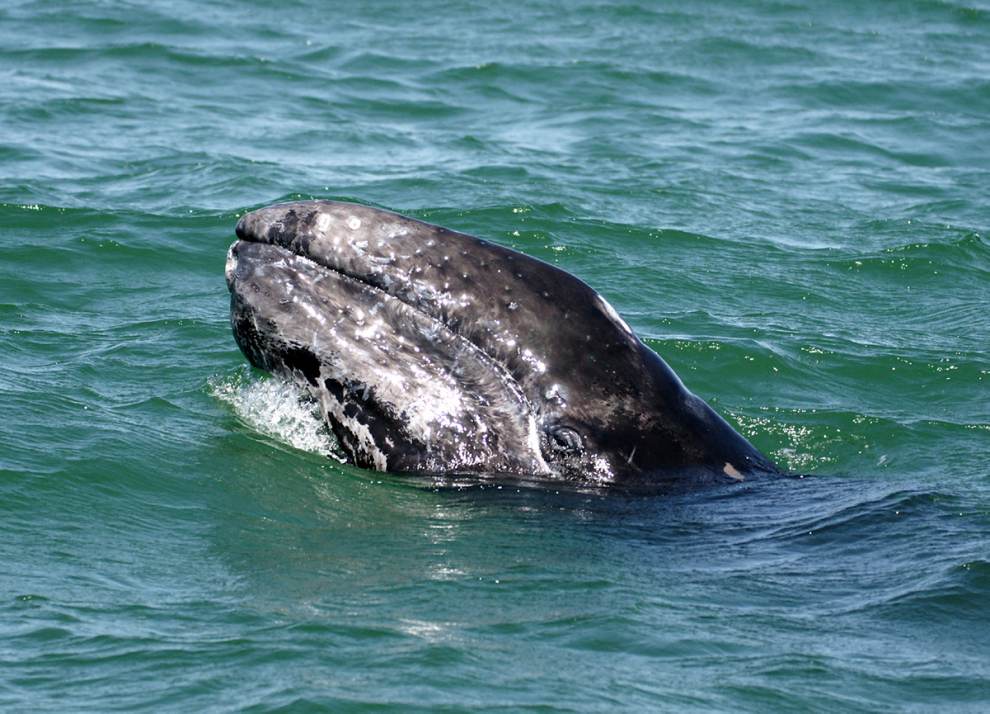 A Grey Whale In Depoe Bay, A short drive south of Lincoln City for Whale Watching