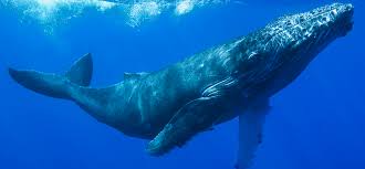 Humpback Whale Swimming in the Ocean