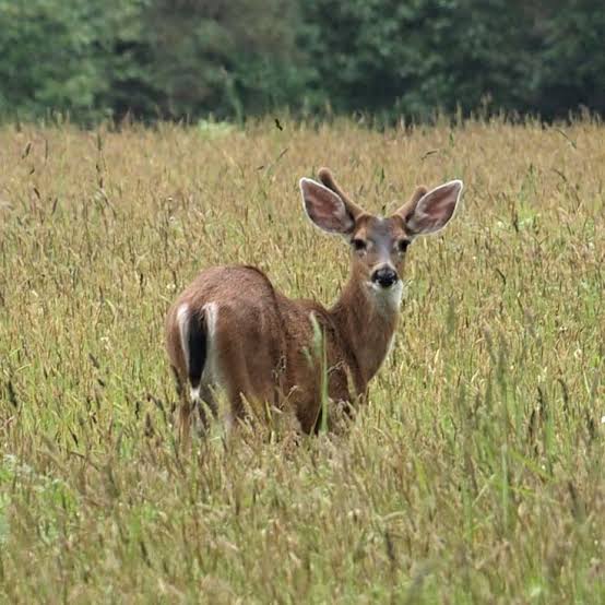 Animals you can find in Lincoln, Oregon