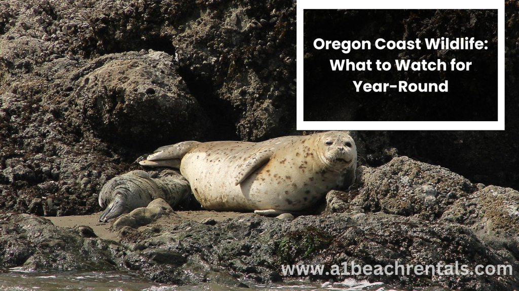 Oregon Coast Wildlife: What to Watch for Year-Round