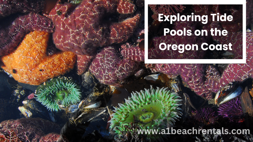 Exploring Tide Pools on the Oregon Coast